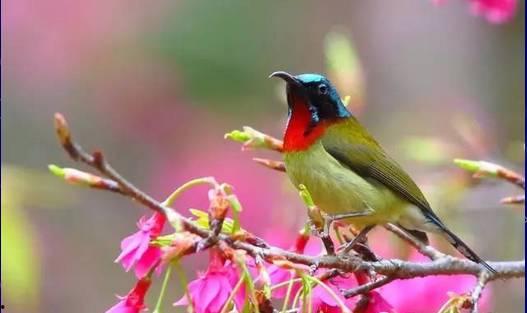 飞鸟美图片,捕捉自然之美，感受飞翔之韵